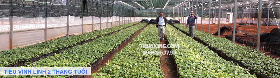 2 Tháng